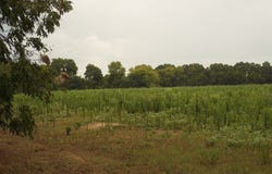 Grimsley Mill Road, Blakely, GA 39823
