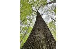 WIlls Hill Road, Pomeroy, OH 45769