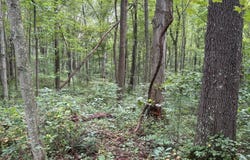 27321 Wolf Cemetery Rd., McAurther, OH 45651