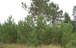 Tbd Darsnek Road, Emily, MN 56447