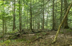 TBD Arbor Lane, Duxbury, VT 05660