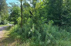 0 Mountain Springs Road, Alum Bank, PA 15521