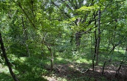 5.74 Acres Bailey Cemetary Rd, Tazewell, TN 37879