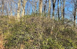 E Poplar Lane, Hendersonville, NC 28792