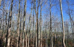 Excalibur Trail (Lot 237), Cedar Grove, TN 38321