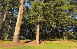 Hwy 12 & Woodland Drive, Kosciusko, MS 39090
