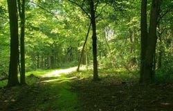 Mulberry Road, Mount Perry, OH 43760