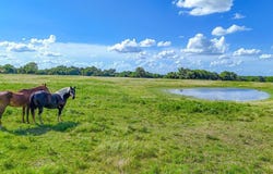 Tbd Lot 4 NW CR 0150, Ennis, TX 75119