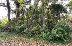 NE 37TH COURT, CITRA, FL 32113