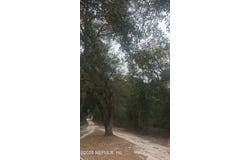 SE 37TH Street, Melrose, FL 32666