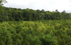 126 Batten Way, Ridgeville, SC 29472