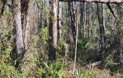 Pharo Morgan Road, Perry, FL 32347
