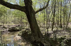 SW Auburn Drive, Bogue Chitto, MS 39629