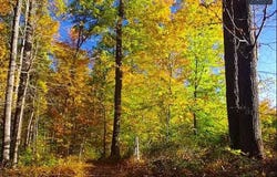 0 ROBCASTE, PHOENIX, MD 21131