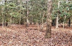 1679 Amicks Ferry Road, Chapin, SC 29036