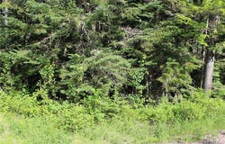 Bemis Road lot: 24B, Rangeley Plt, ME 04970