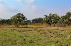 277 Apache Trace lot: 10, Harper, TX 78631