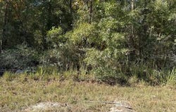 108TH Avenue NE, BRONSON, FL 32621