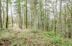 2468 MORROW CT, Salem, OR 97304