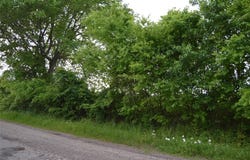 Tbd Lot 1 RS County Road 1520, Point, TX 75472