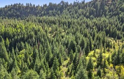 NKA Cedar Creek, Kendrick, ID 83537