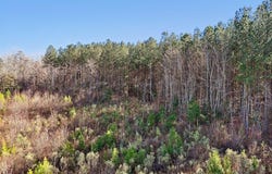 0 Dewitt Smith Road, Pittsboro, NC 27312