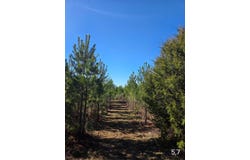 0 Chipola Rd, Slocomb, AL 36375