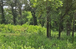 Tbd Ridge Way, Malakoff, TX 75148
