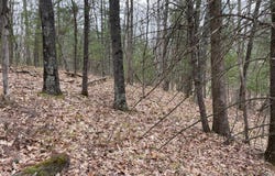 Parcel C Coates Hwy, Brethren, MI 49619