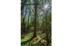 Lot 8 Murray Road, Newport, ME 04953