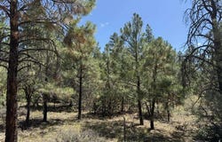 124 Susan's Place, Pagosa Springs, CO 81147