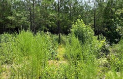 00 CAHABA HILL ROAD, BRIERFIELD, AL 35035