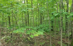 Maple lot: 213, Farwell, MI 48622