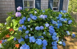 38 Shorewood Drive, Orleans, MA 02653