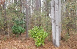 Crestwood Cir, Alexander City, AL 35010