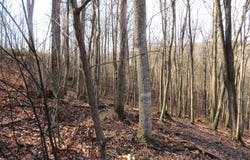 14A CEDARWOOD DRIVE ROAD, MATHIAS, WV 26812