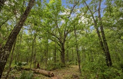 4848 Woodville Road, Awendaw, SC 29429