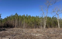 8862 Ware Dr., Nichols, SC 29581