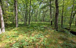 6946 W 7 Mile Road, Irons, MI 49644