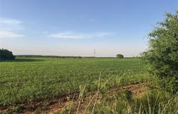 Tbd 25 Acres County Road 368, Trent, TX 79561