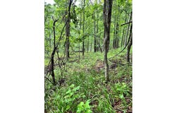 Little Cat Fork Road, Louisa, KY 41240