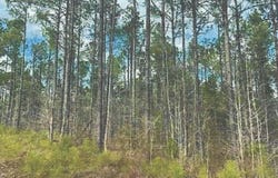 Attala County, Kosciusko, MS 39090