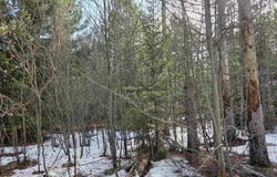 0001 Cedar River Road, Mancelona, MI 49659