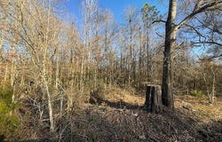 Heard Sylvester Road, Washington, LA 70589