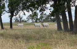 619 Cornehl RD, Fredericksburg, TX 78624