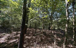 Cr 325, Pleasant Hope, AR 72396