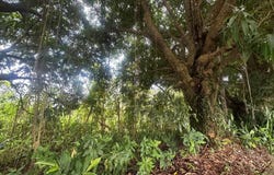 Carr. 351 BO. RÍO CAÑAS, MAYAGUEZ, 00680