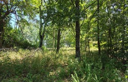 Lots 12&13 Farmroad 1190, Eagle Rock, MO 65641