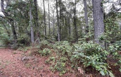 11th St, Vernon, AL 35592