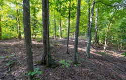 Alexander Road, New Concord, KY 42076